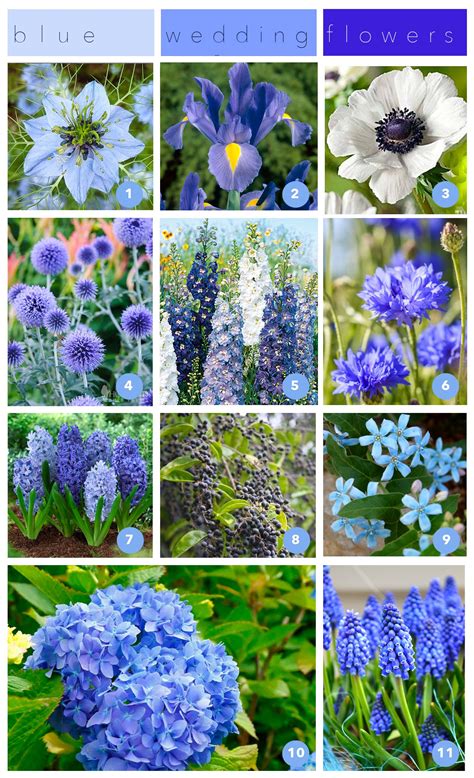 Blue Spring Flowers Ohio | Best Flower Site