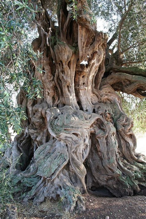 ᙢᏋяⱴᏋįℓℓɛųᎦɛ Ꮳяєαɬįσи (Olive Tree, Sardinia, Italy) | Weird trees, Unique trees, Nature tree