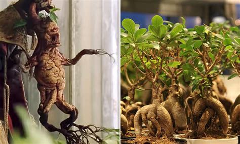 23+ Mandrake Plant Harry Potter | NelamNaushad