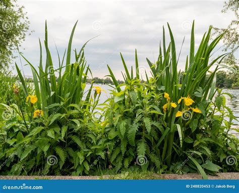 Green Plants on the River Bank. Stock Image - Image of spring, rural: 248820453