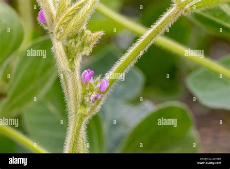 Soybean plant flower and pod. Pollination, plant health and farming concept Stock Photo - Alamy