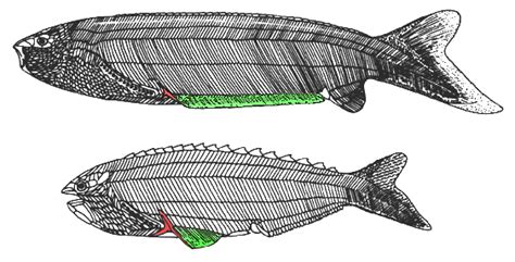 Anaspida