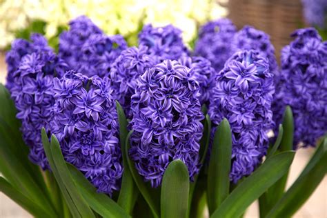 Hyacinth Pictures - National Garden Bureau - Spring Flowers - Fall Bulbs