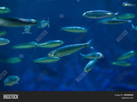 European Pilchard ( Image & Photo (Free Trial) | Bigstock