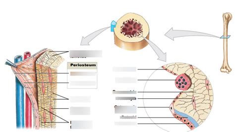 Figure 6-10 The Periosteum and Endosteum. Diagram | Quizlet