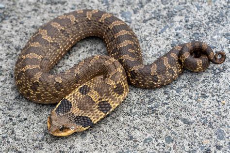 Eastern Hognose Snake in May 2022 by evangrimes. Coastal Massachusetts, lifer, adult female ~ 3 ...