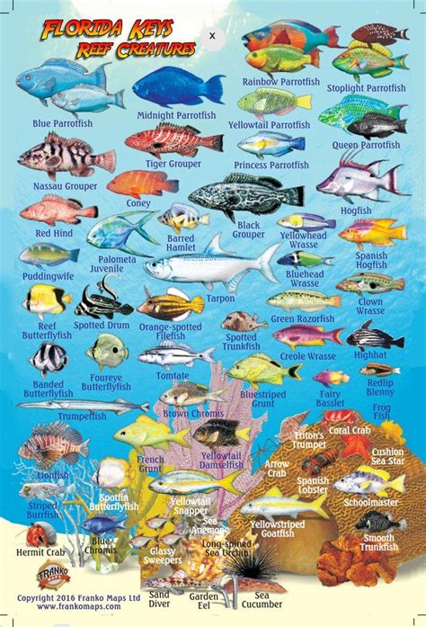 Florida Reef Fish Identification Chart