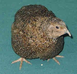 Coturnix Quail Colours of Breeds - Coturnix Quail Colours