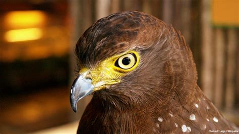 Wounded serpent eagle turned over to Davao City Wildlife Park