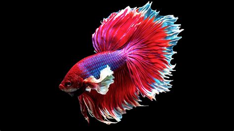 Betta Fish Wallpapers - Top Betta Fish Backgrounds - WallpaperChain