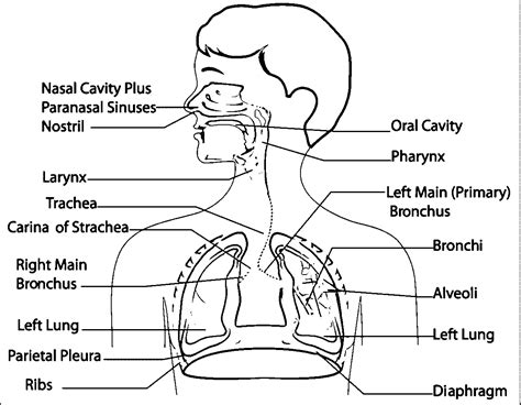 Respiratory System Worksheet Answer Key – E Street Light