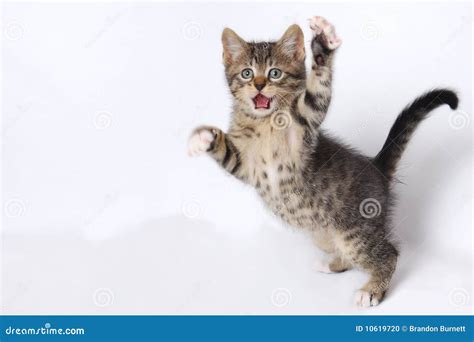 Cute Kittens Playing On White Background Stock Photo - Image: 10619720