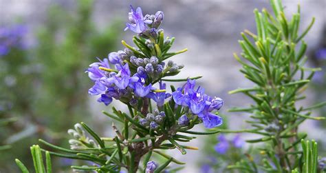 Different Types of Rosemary Plant's Varieties, Species & Cultivars ...