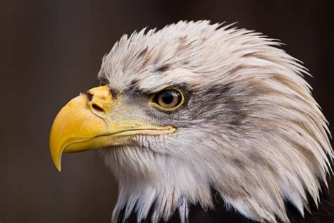 American Bald Eagle Close-up Stock Image - Image of eagle, nature: 24885331