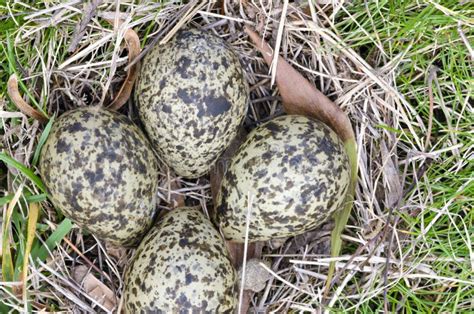 Masked Lapwing Nest With Four Eggs Stock Photo - Image of nature ...