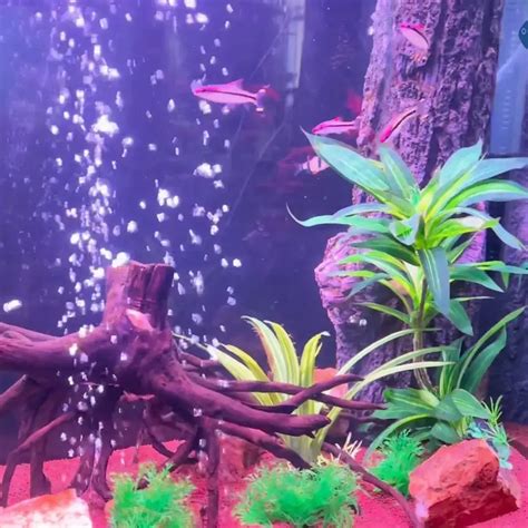 Buy Artificial Aquarium Plants | HUGE Range | Waterlife Aquarium