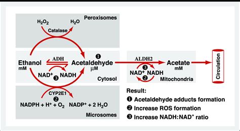 Oxidative pathways of alcohol metabolism. The enzymes alcohol ...