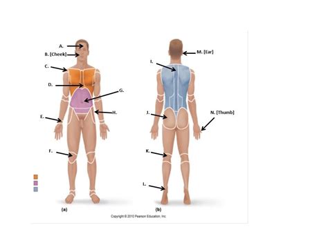 Body Regions & Directional Terms Diagram | Quizlet