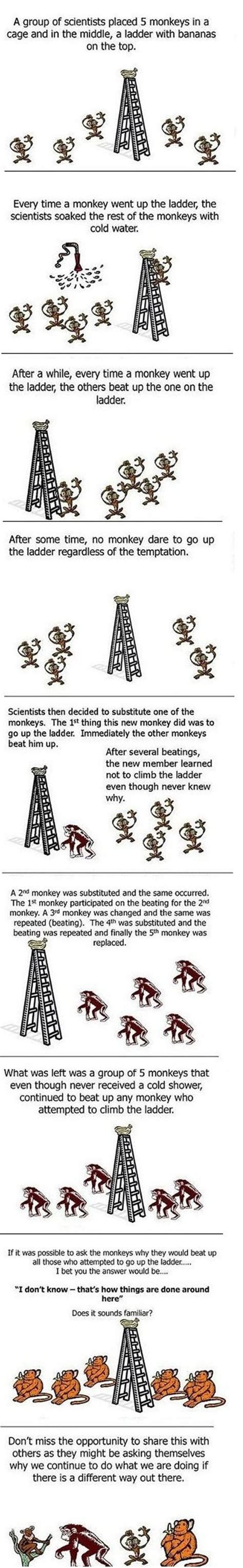 Curious Monkey Experiment - Izismile.com