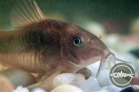 Poop Eating Fish: A Novice Aquarist’s Guide To Cleaner Aquariums