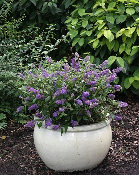 Planting Dwarf Butterfly Bush