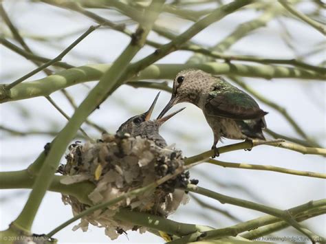 Hummingbird Nests Archives - Hummingbird Pictures