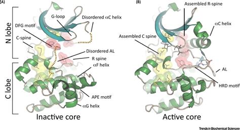 Disordered Protein Kinase Regions in Regulation of Kinase Domain Cores ...