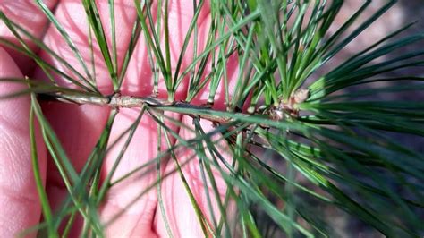 How To Identify White Pine And Red Pine Trees (Needles, Cones, Bark & More)