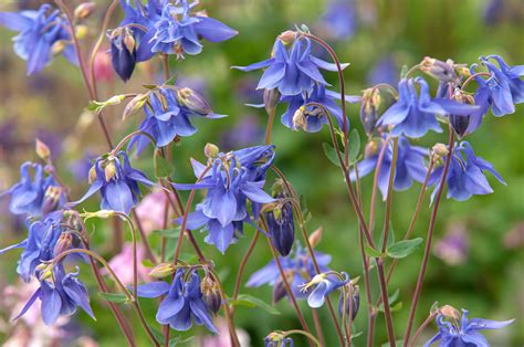 How to Grow and Care for Columbine