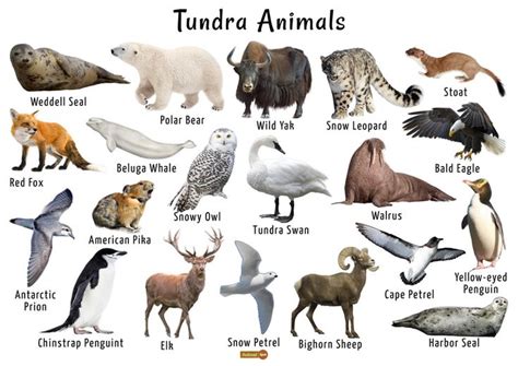 Tundra Animals List, Facts, Adaptations, Pictures | Arctic tundra, List of animals, Animal ...