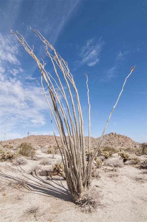 Ocotillo Cactus in the California Desert Stock Image - Image of borrego ...