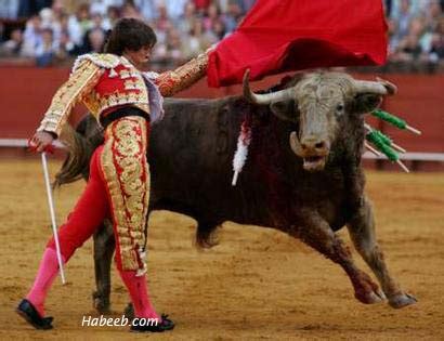 Matador Bullfight Photos