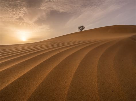 A lonely tree in a UAE desert sunset [2048 x 1524] by Walid A ...