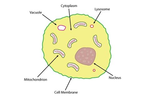 Drawing Of Cytoplasm at GetDrawings | Free download