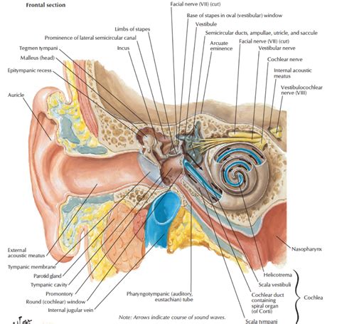 Head and Neck Anatomy: Tympanic Membrane