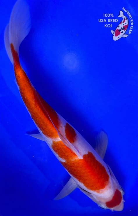 10" Maruten Kohaku Koi (#J12196X47) | Kloubec Koi Farm