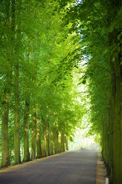 Tree Avenue Free Stock Photo - Public Domain Pictures