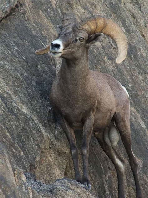 Native desert bighorn sheep in ecologically intact areas are less vulnerable to climate change ...