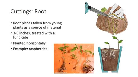 Asexual Plant Propagation - YouTube