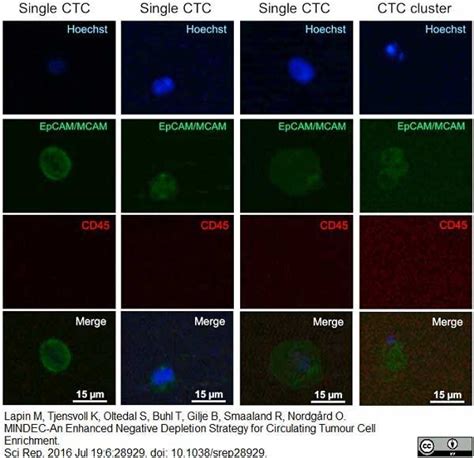 Anti Human CD146 Antibody, clone OJ79c | Bio-Rad