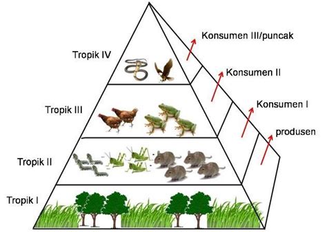 1. Perhatikan gambar dibawah ini! - PDF Free Download