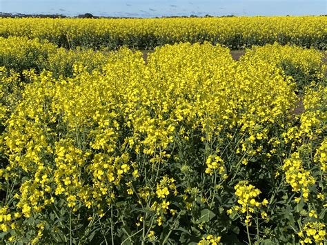 New next gen hybrid Canola varieties released - Pacific Seeds