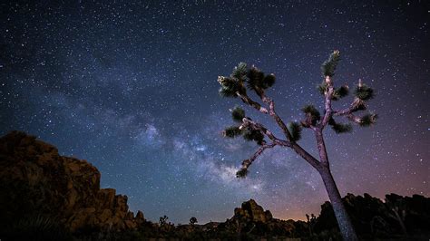 Joshua Tree With Milky Way Photograph by Sungjin Ahn Photography - Fine Art America