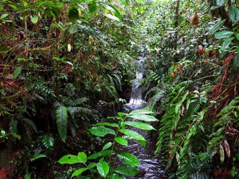 Amazonian Waterfall near Puyo Ecuador - Photorator