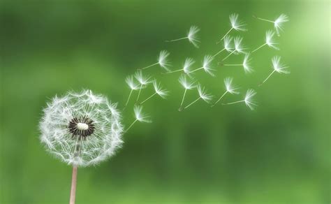 Dandelion Wallpapers - Wallpaper Cave