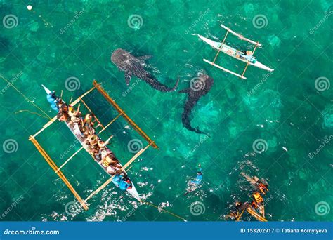 Oslob Whale Shark Watching In Philippines, Cebu Island Stock Image | CartoonDealer.com #153203749