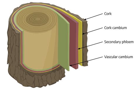 Cork Cell Labeled