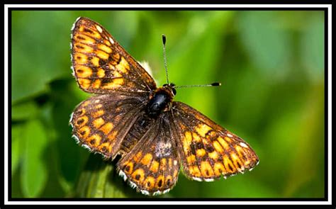 UK Farms Save This Rare Duke of Burgundy Butterfly From Extinction