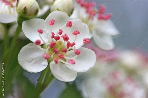 Hawthorn flowers Stock Photo | Adobe Stock