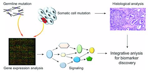 Integrated analysis of germline and somatic mutations. The mutation in... | Download Scientific ...